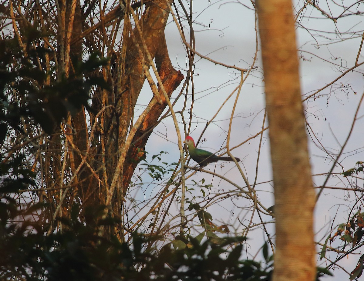 Red-crested Turaco - ML637824703