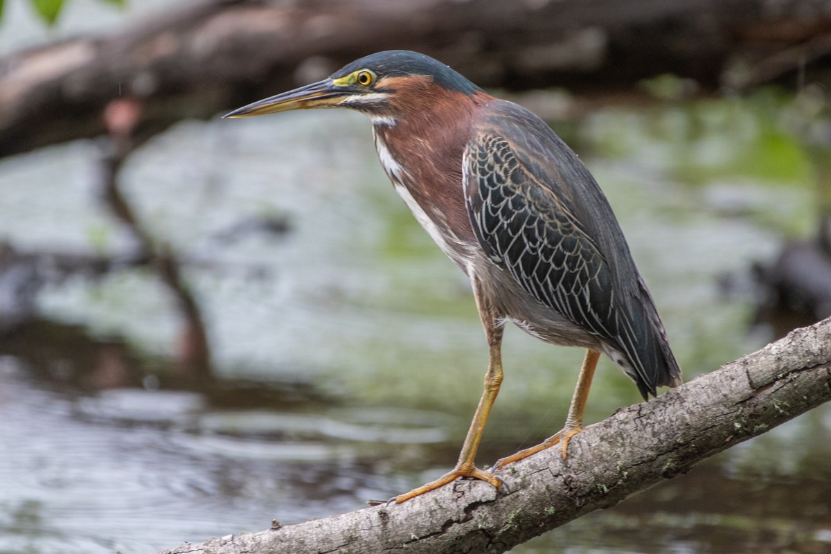 Green Heron - ML637824704