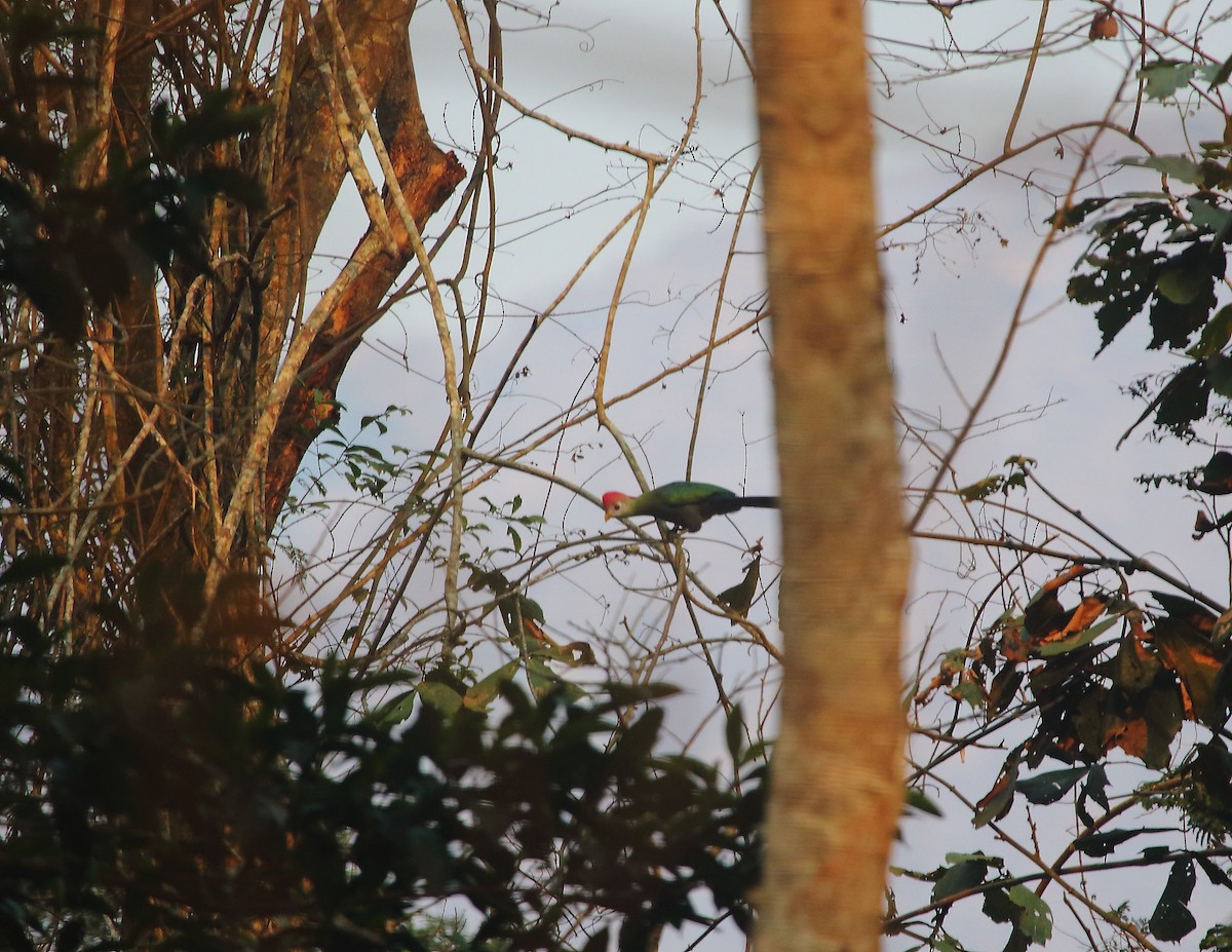 Red-crested Turaco - ML637824705