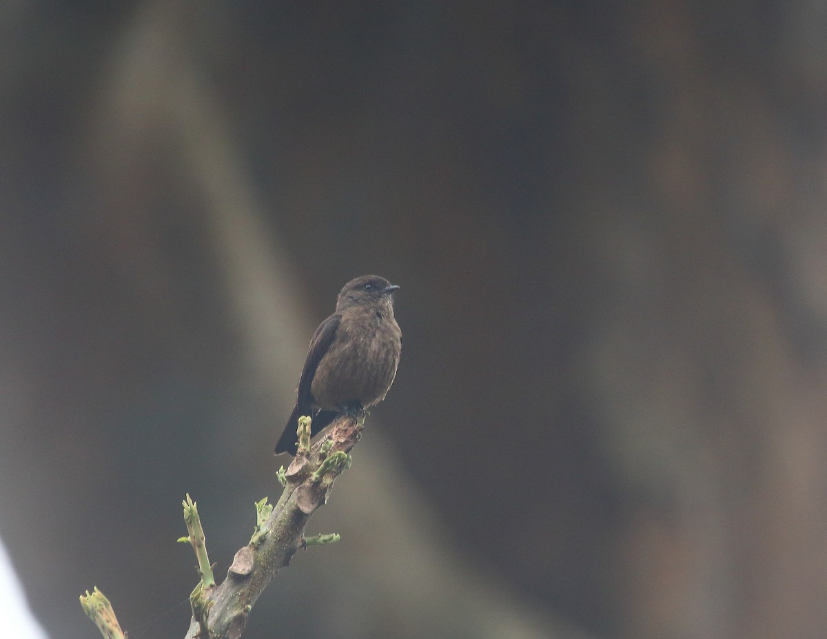Sooty Flycatcher - ML637824720
