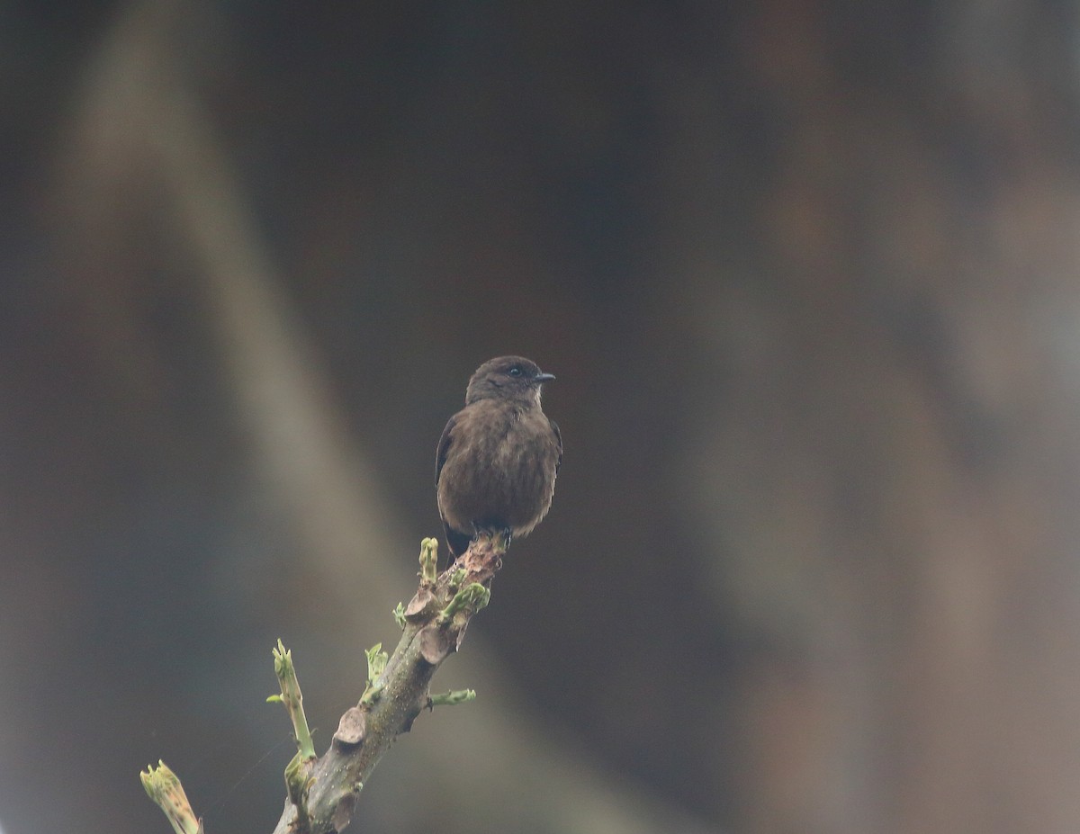 Sooty Flycatcher - ML637824724