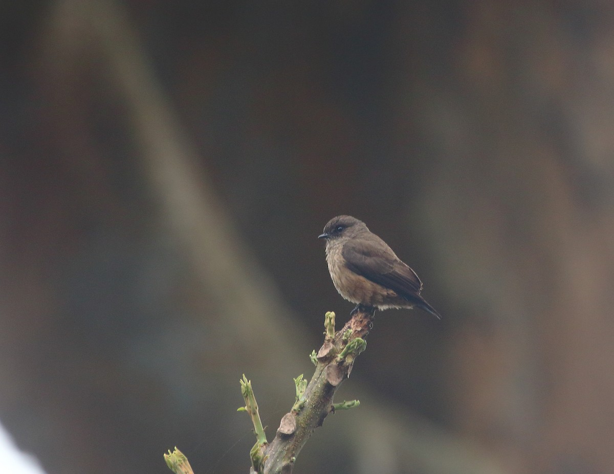 Sooty Flycatcher - ML637824728