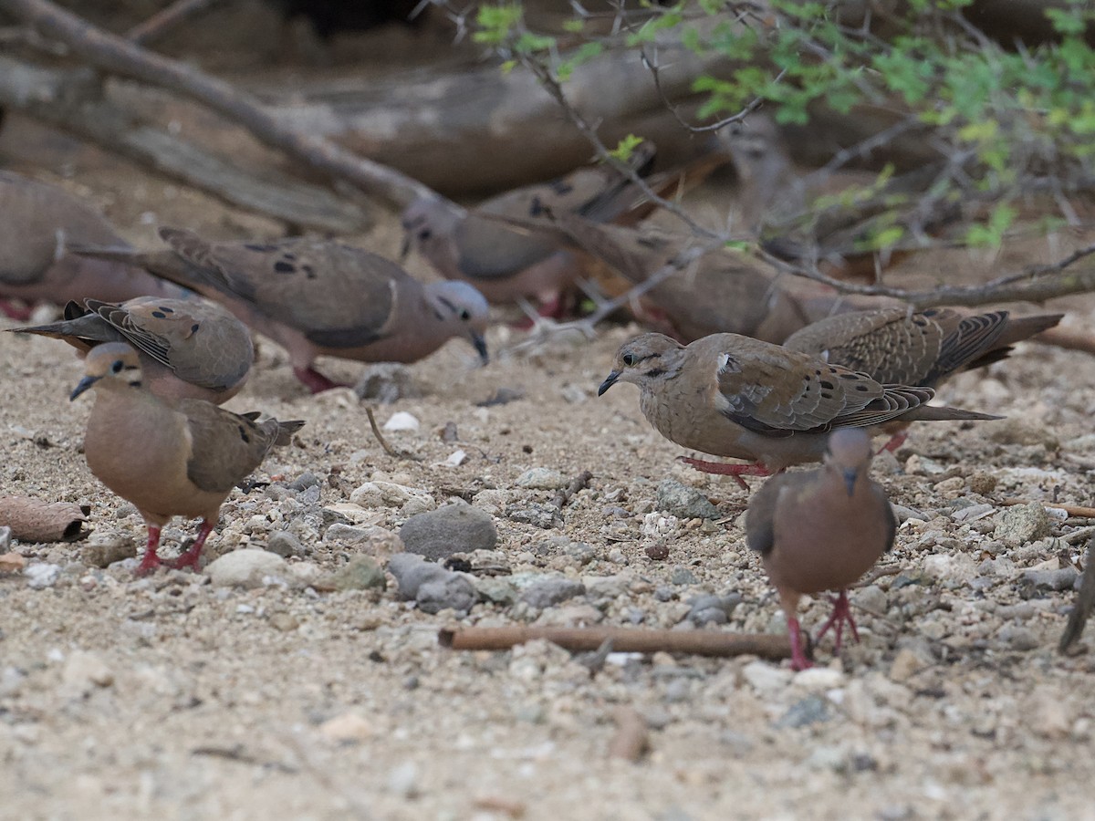 Eared Dove - ML637824764