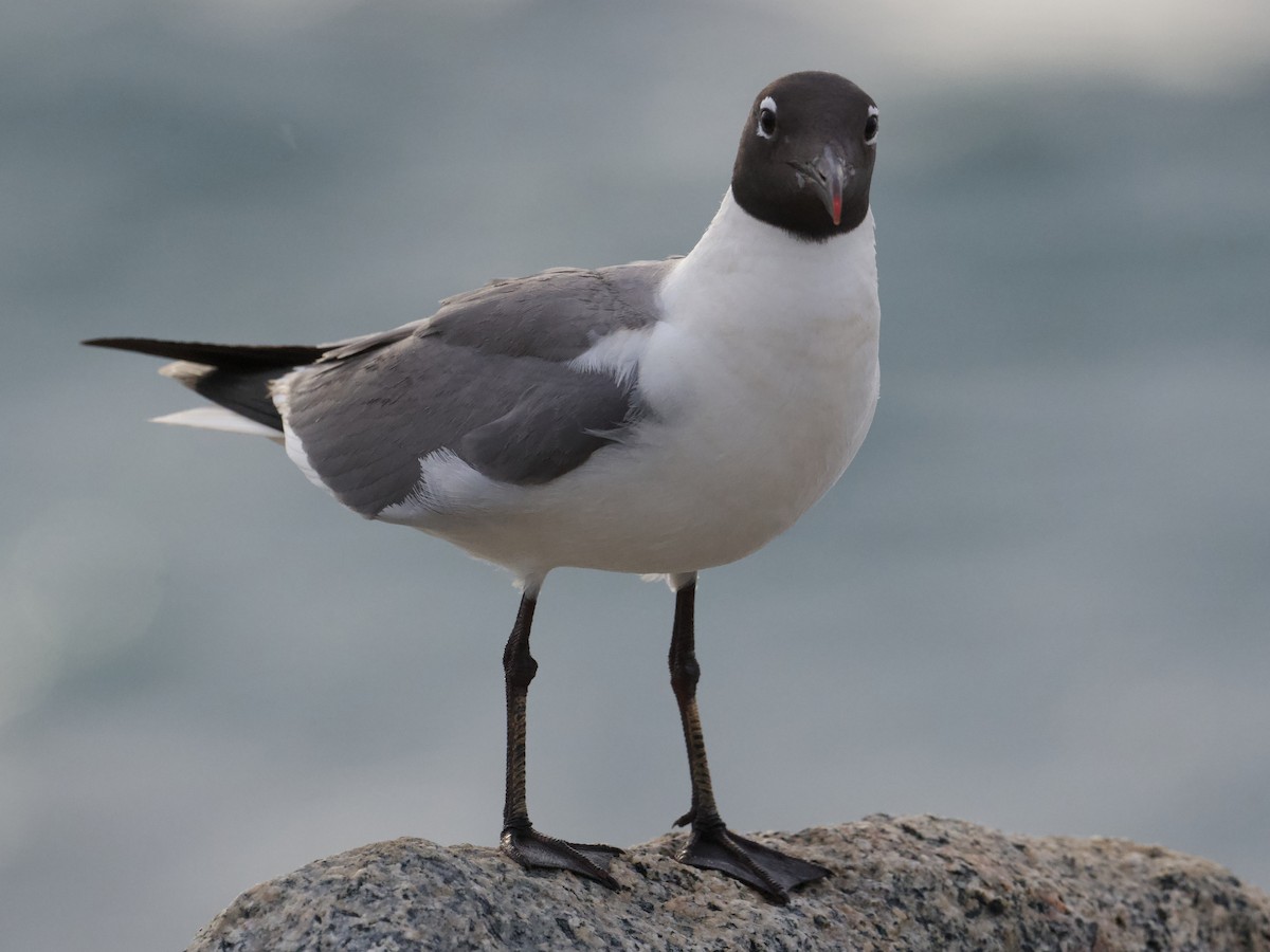 Laughing Gull - ML637824773