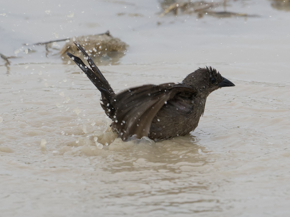 Shiny Cowbird - ML637824775