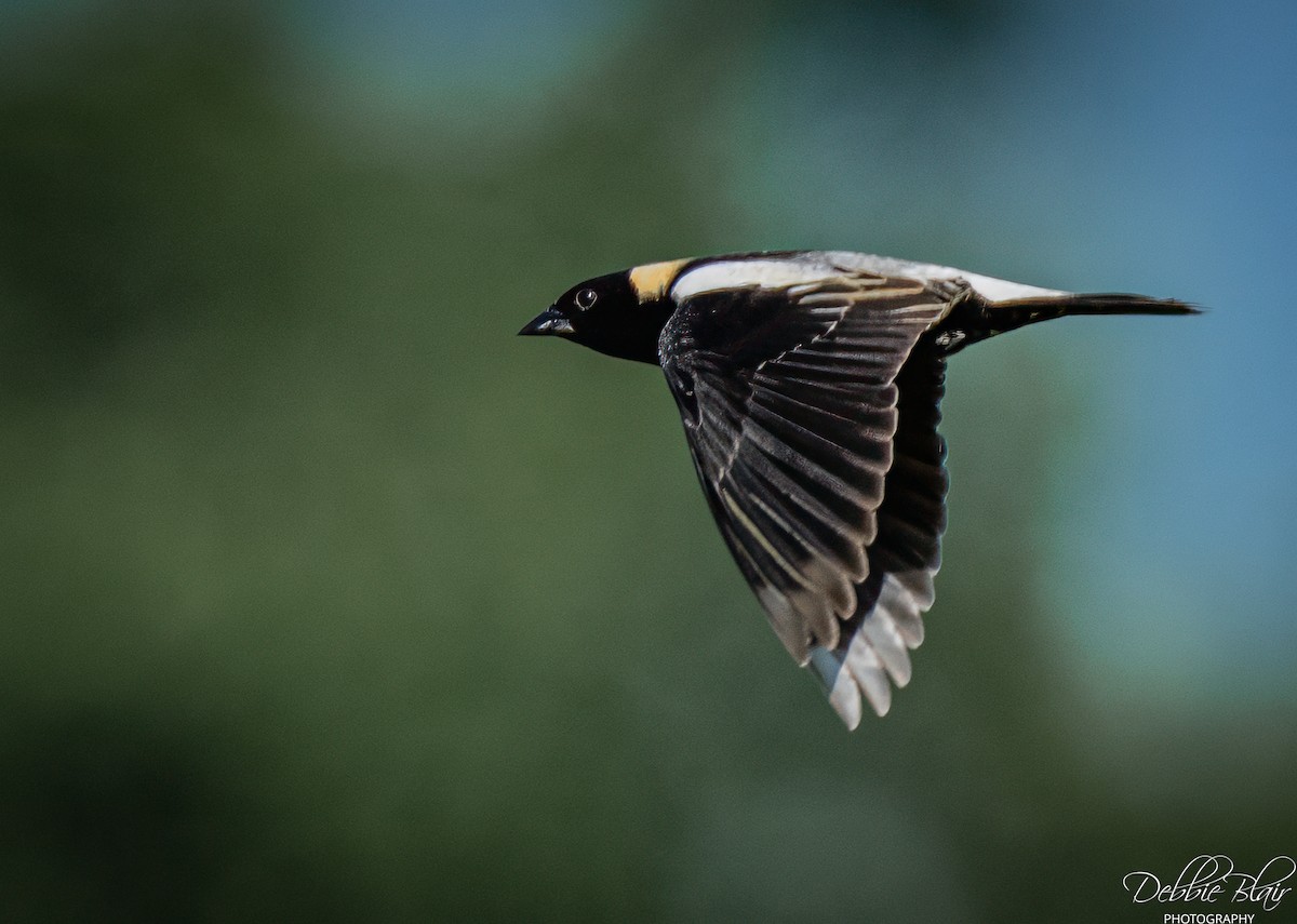 Bobolink - ML637824776