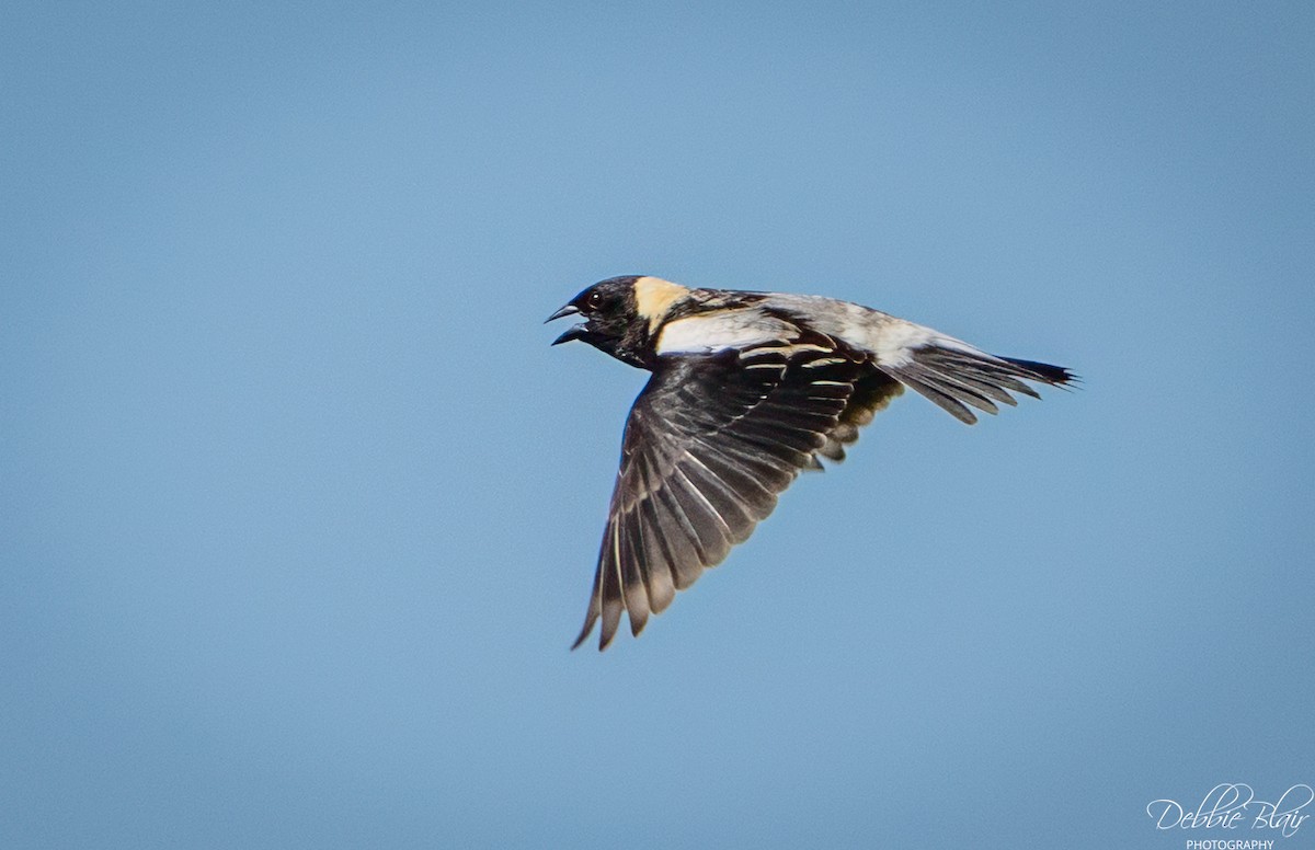 Bobolink - ML637824777