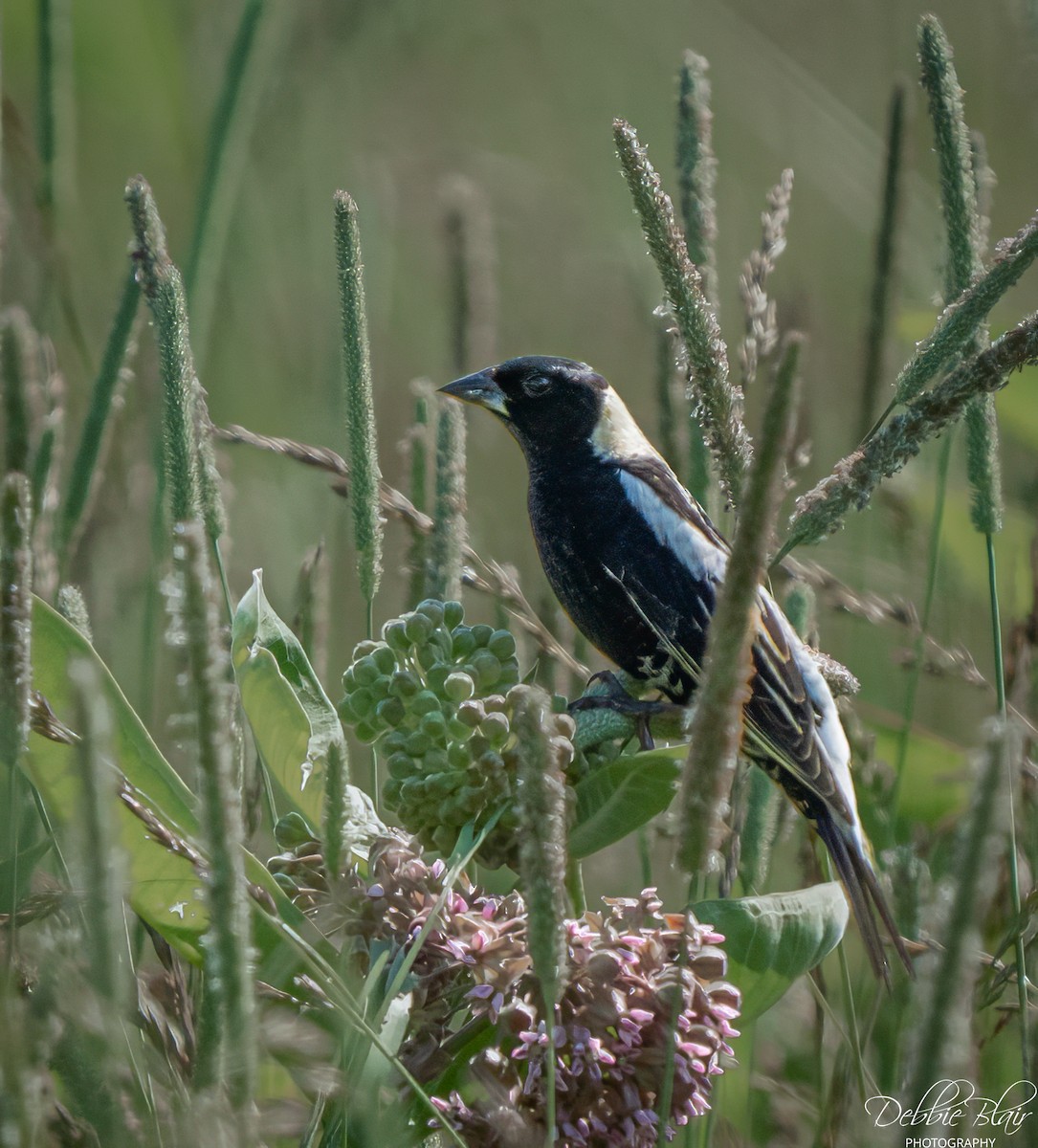 Bobolink - ML637824778