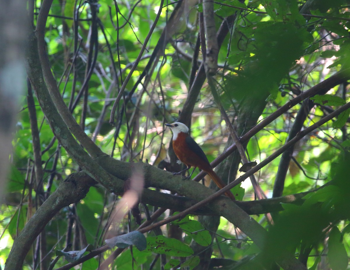 White-headed Robin-Chat - ML637824792