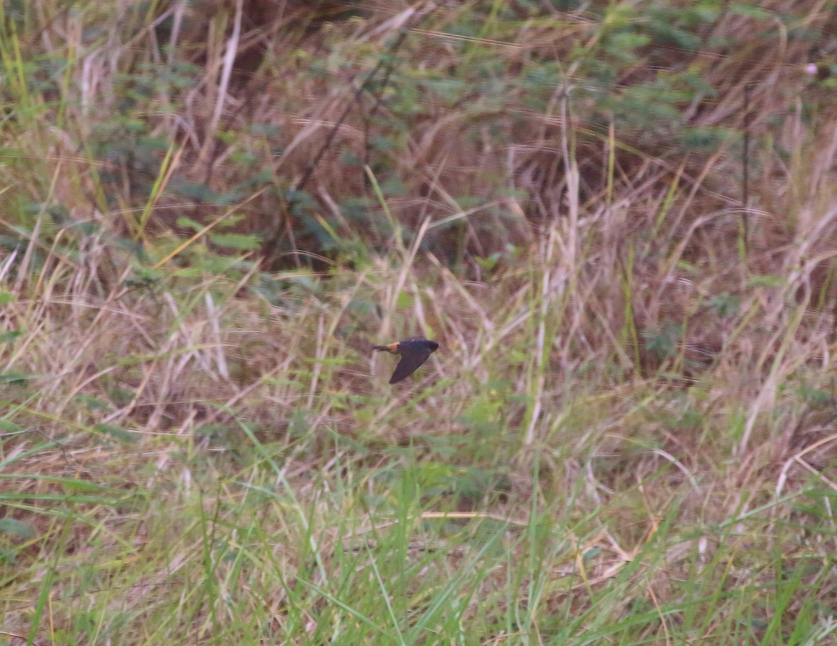 Red-throated Swallow - ML637824803