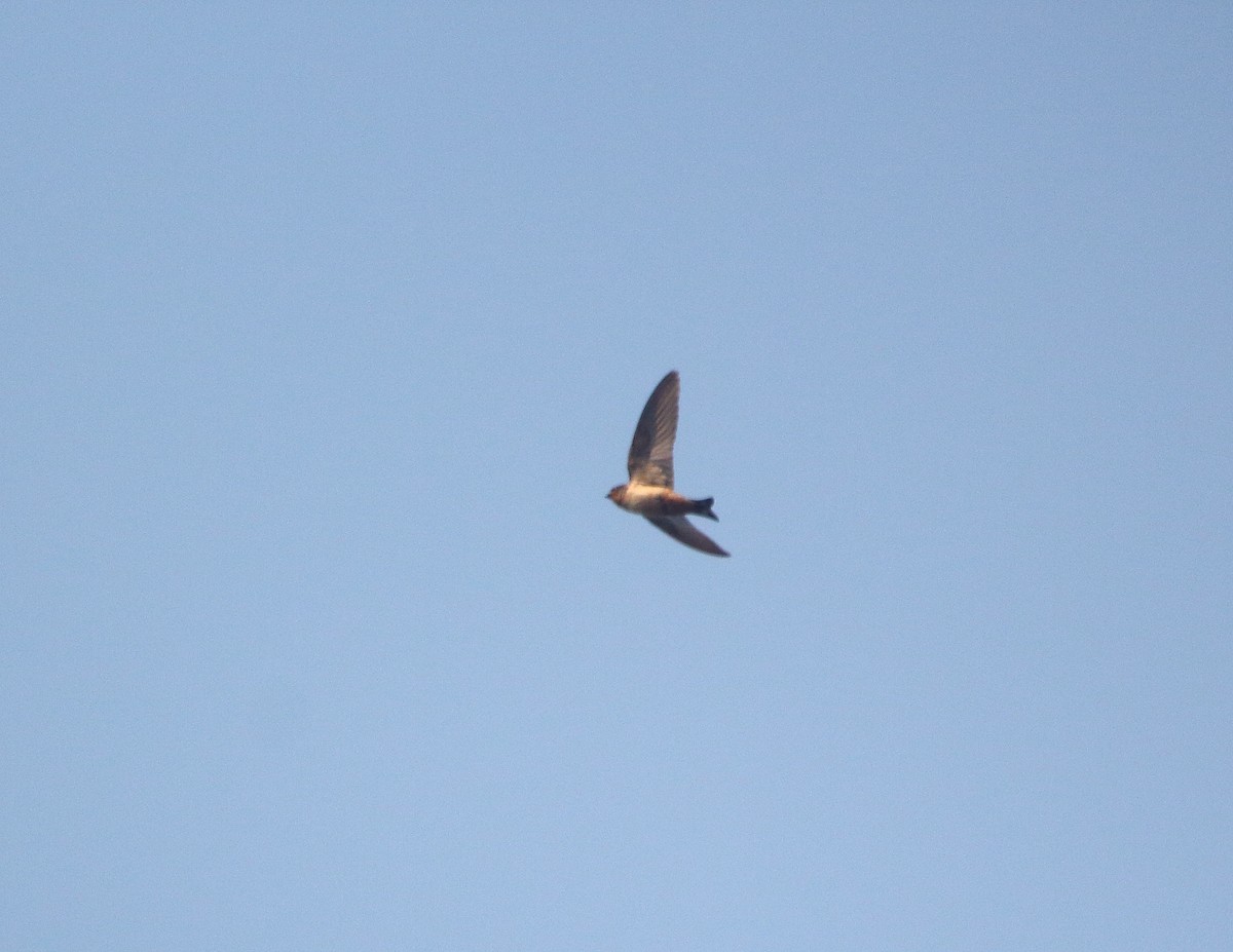Red-throated Swallow - ML637824808