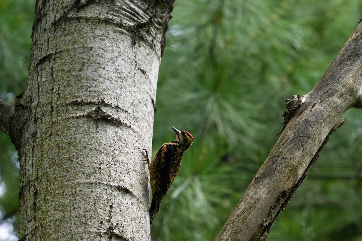 Yellow-bellied Sapsucker - ML637824812
