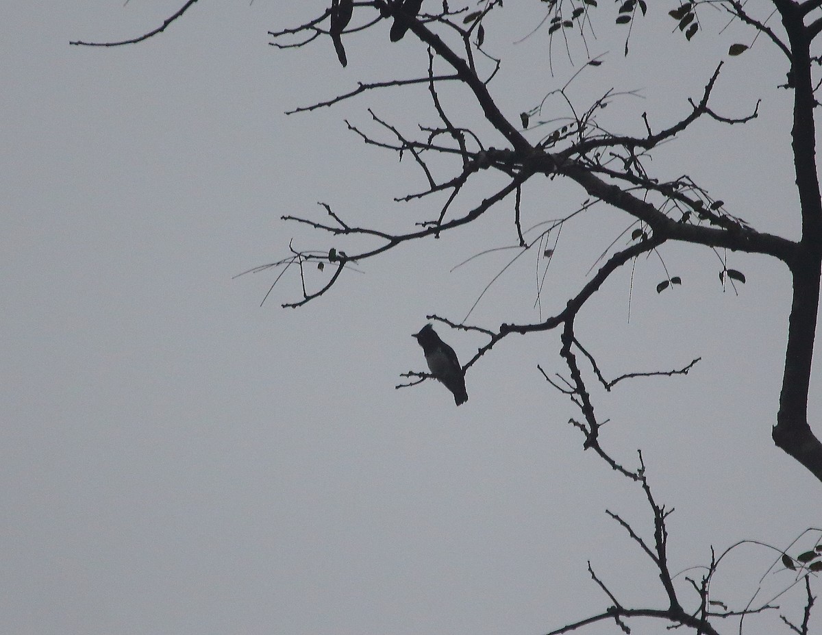 Black-and-white Shrike-flycatcher - ML637824834