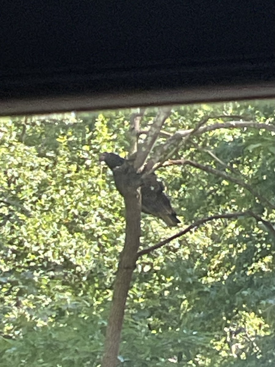 Turkey Vulture - ML637824836