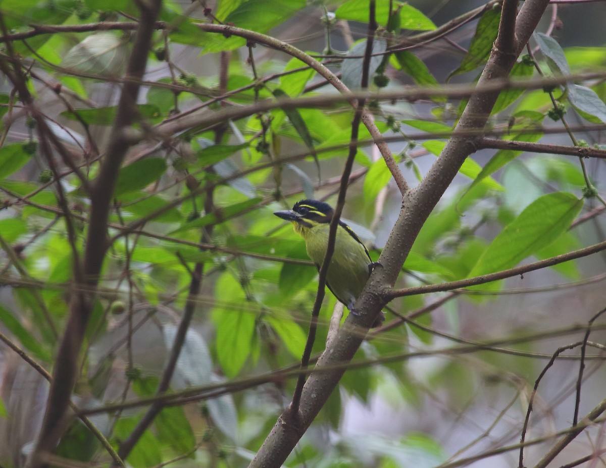 Red-rumped Tinkerbird - ML637824840