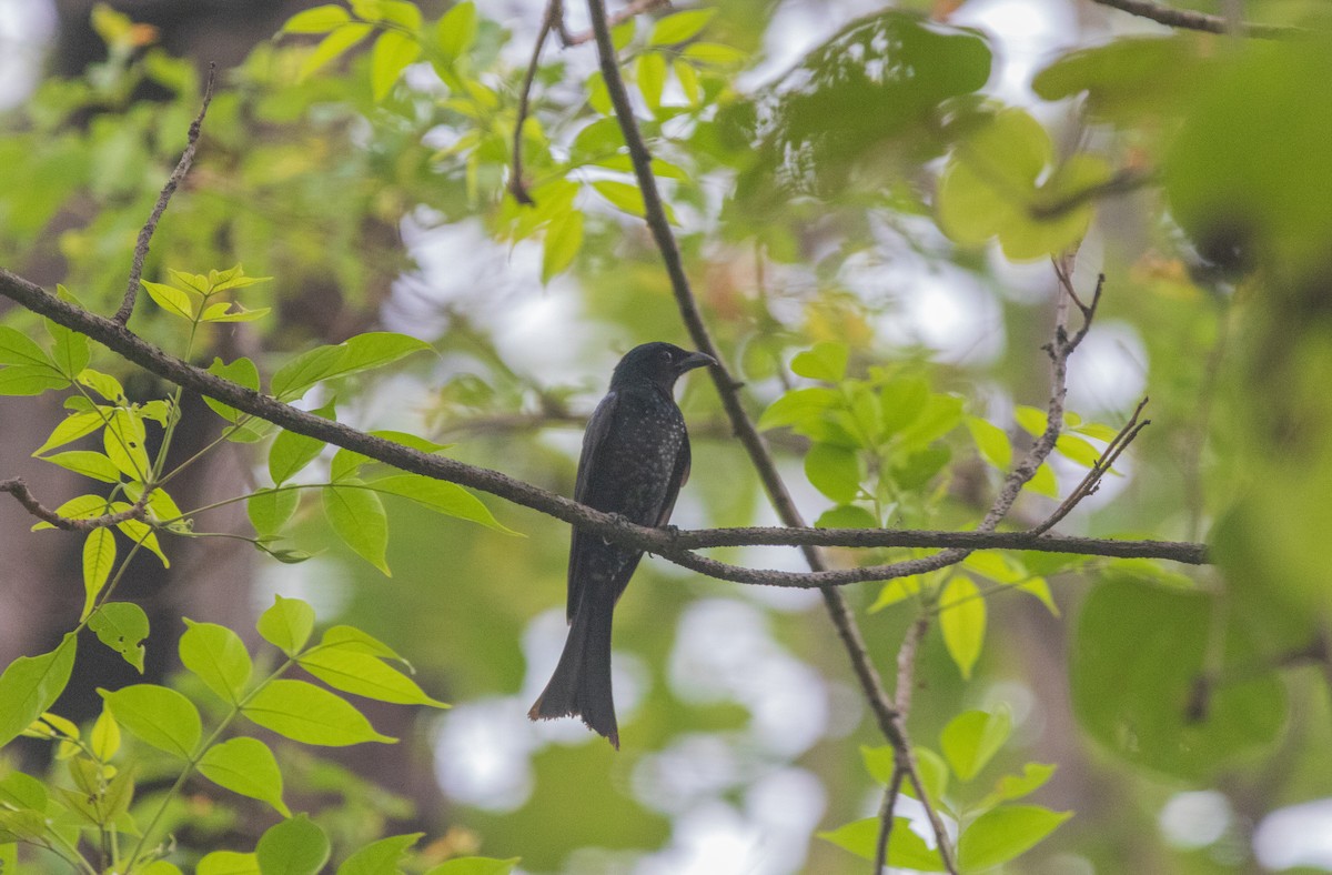 Crow-billed Drongo - ML637824856