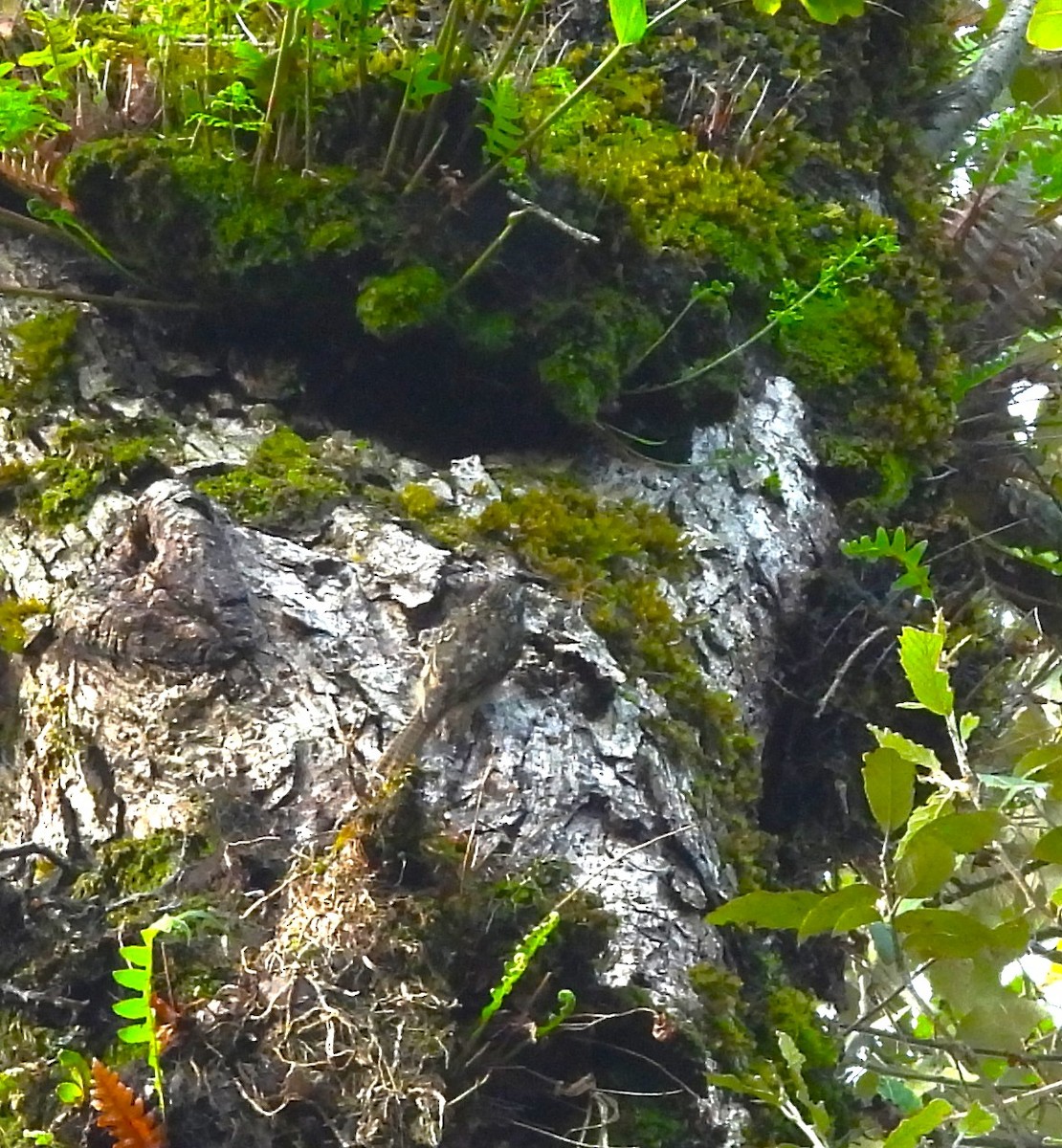 Bar-tailed Treecreeper - ML637824899