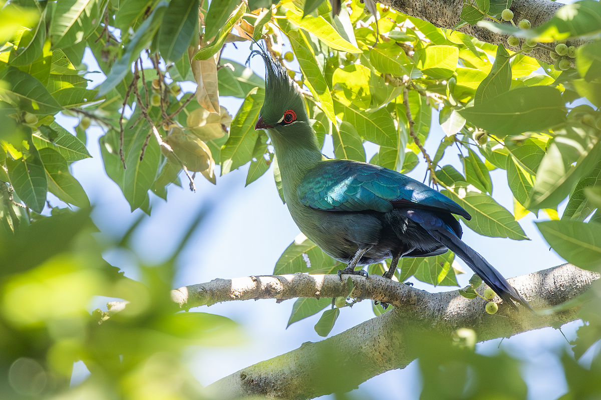 Schalow's Turaco - ML637824914