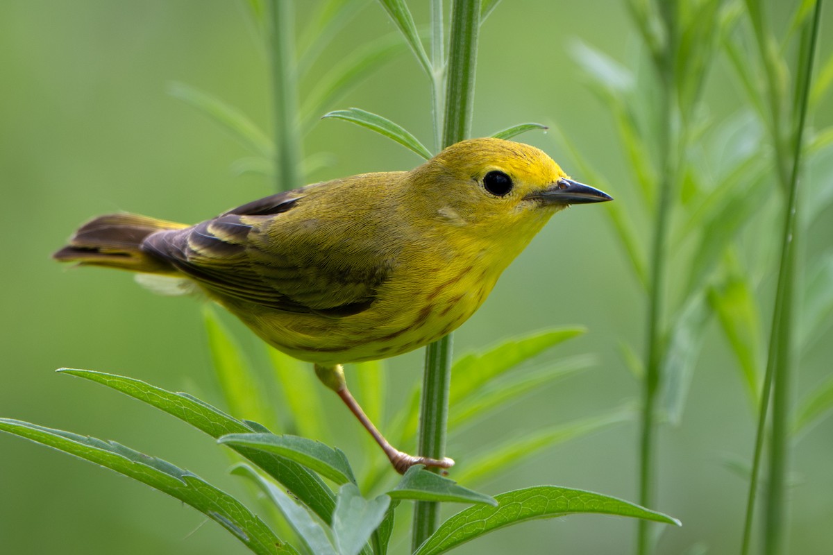 Goldwaldsänger - ML637824949