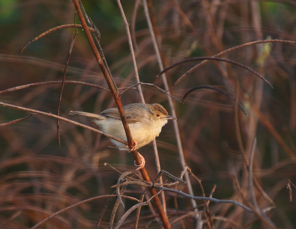 Bubbling Cisticola - ML637824957