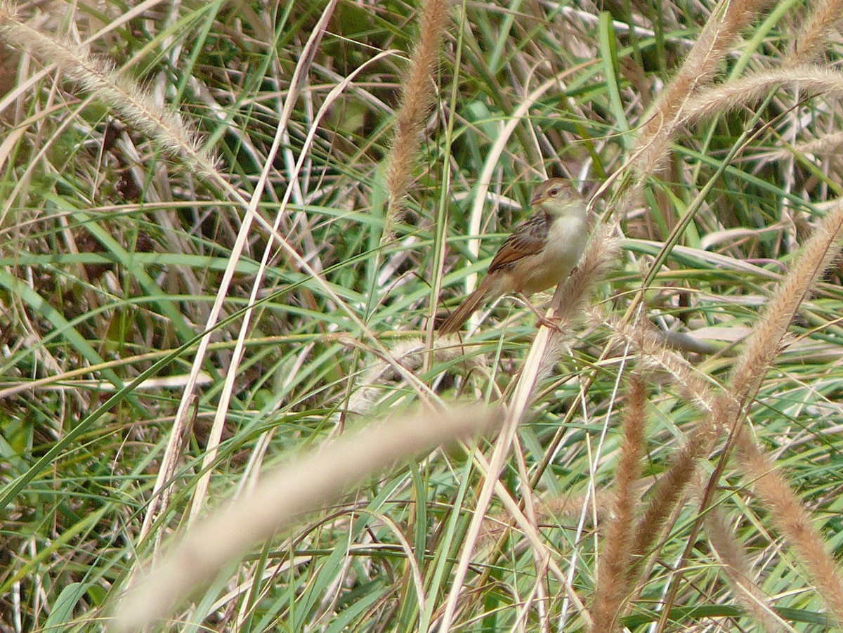 Levaillant's Cisticola - ML637824968