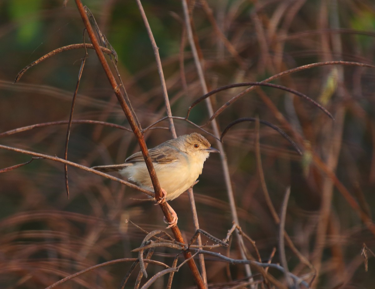 Bubbling Cisticola - ML637824969