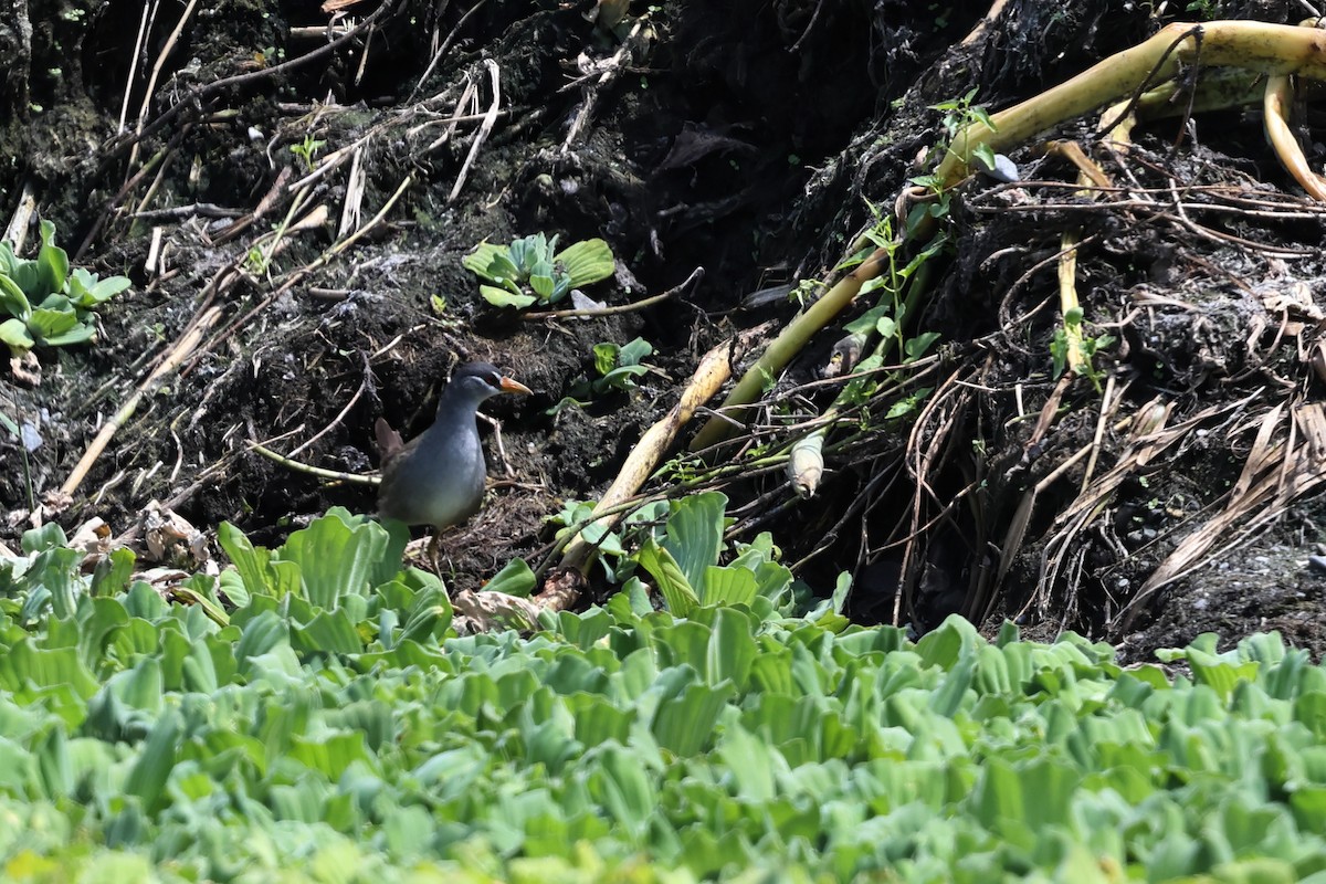 White-browed Crake - ML637824973