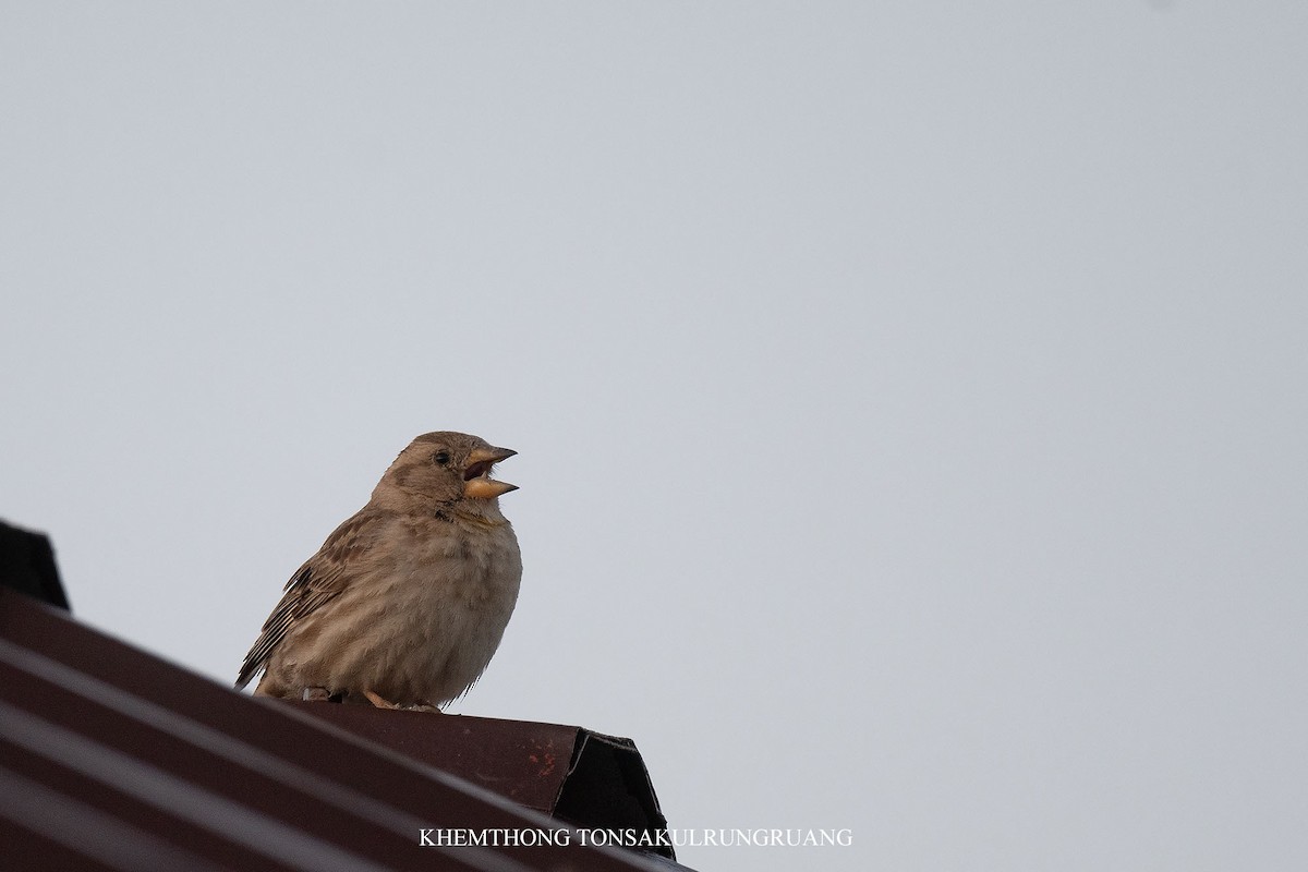 Rock Sparrow - ML637824981