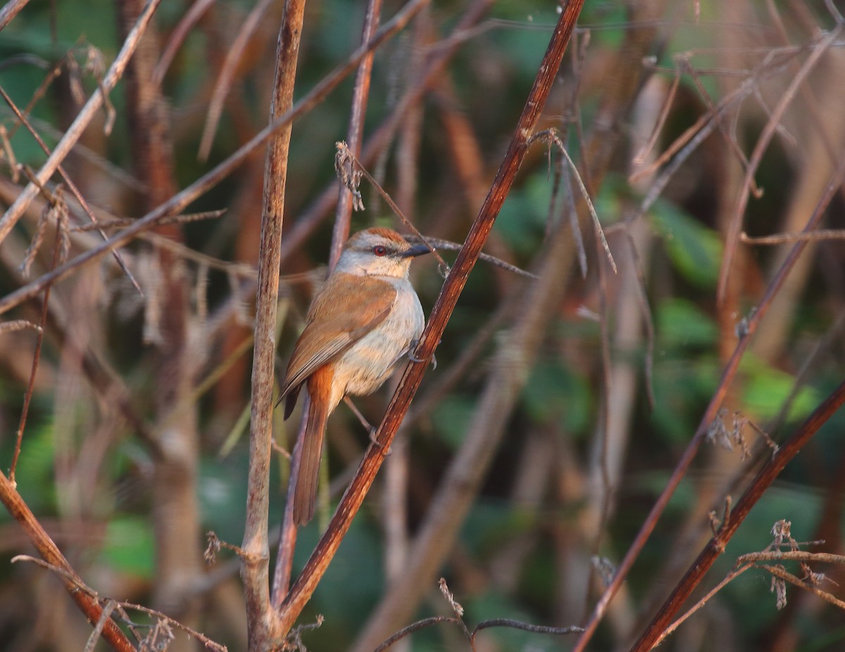 Rufous-tailed Palm-Thrush - ML637824982