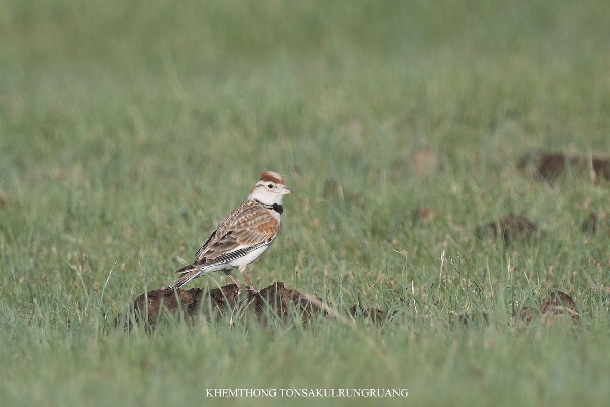 Mongolian Lark - ML637824988