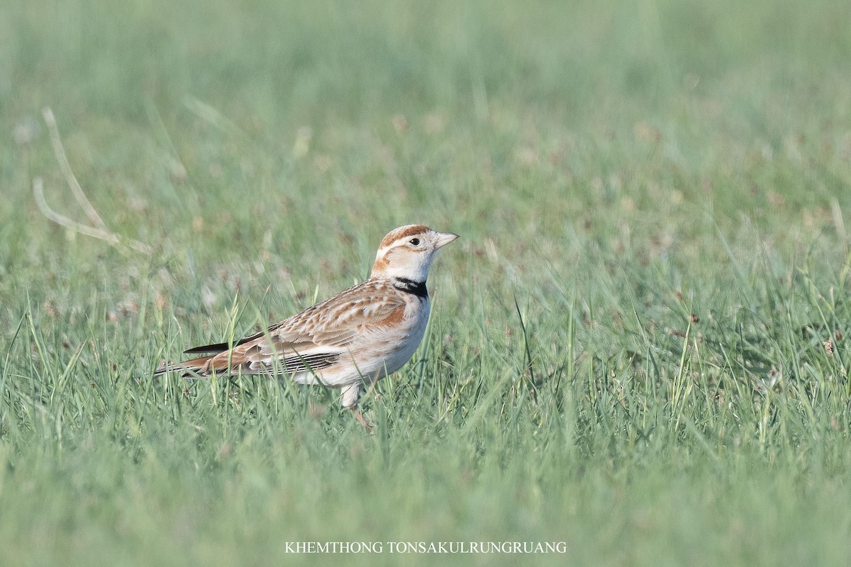 Mongolian Lark - ML637824989