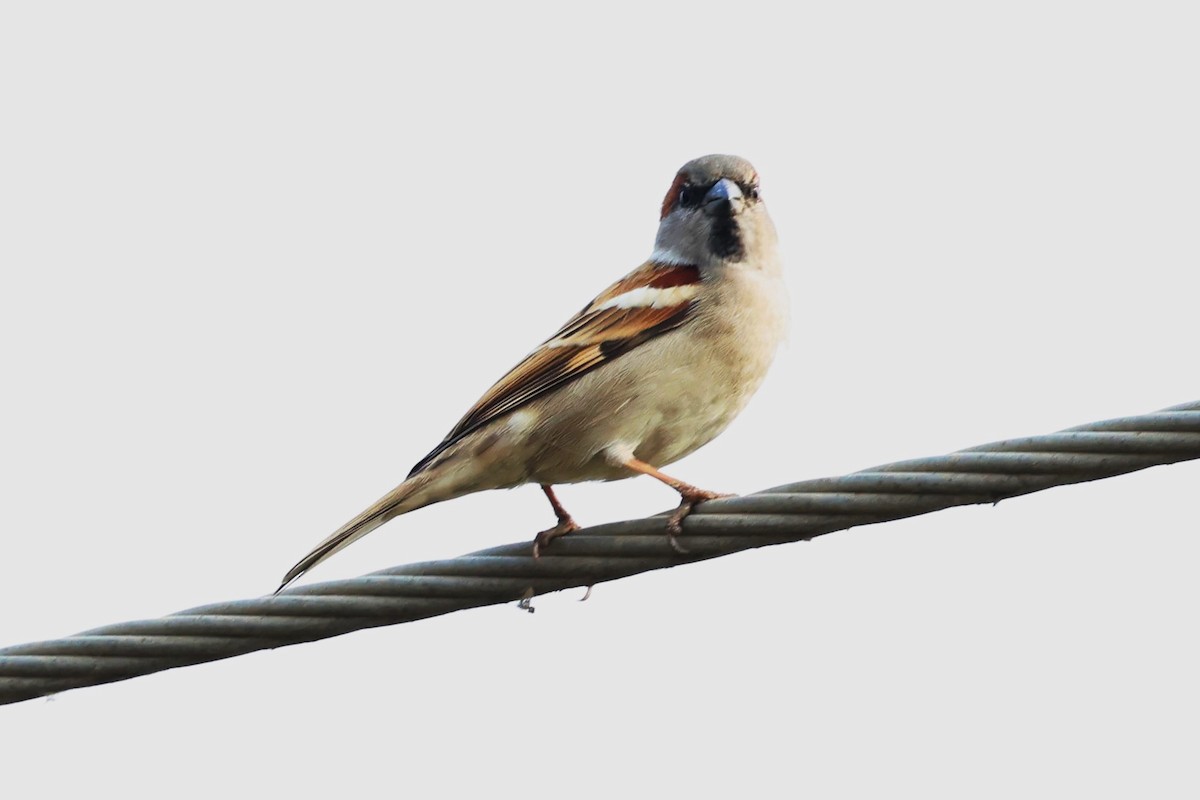 Sind Sparrow - ML637824996