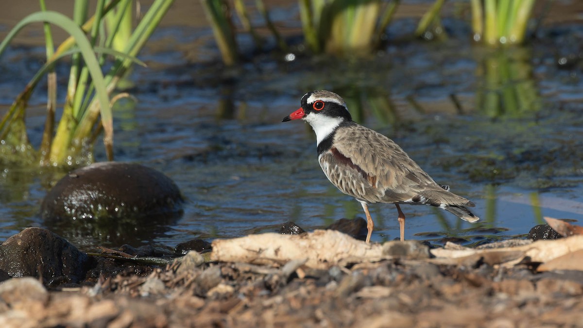 Black-fronted Dotterel - ML637825007