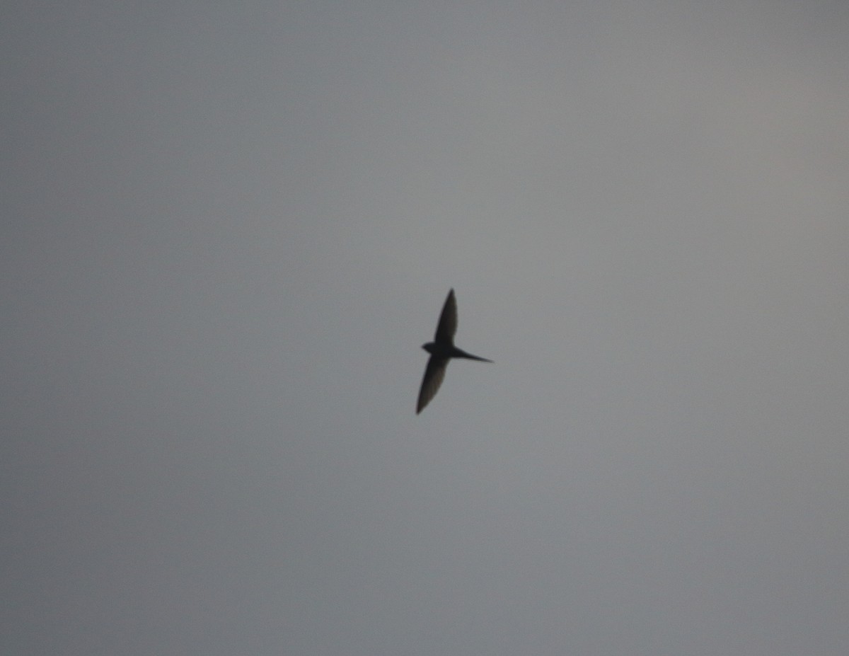 African Palm Swift - ML637825018