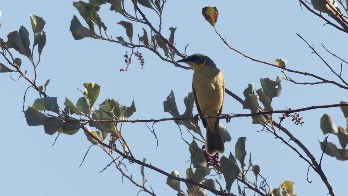 Gray-headed Honeyeater - ML637825052