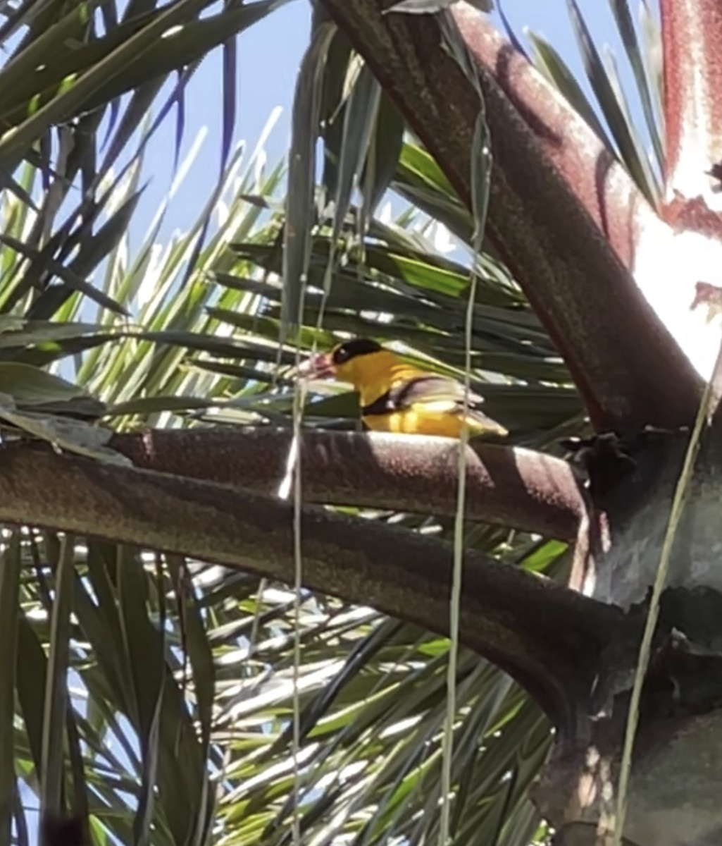Black-naped Oriole - ML637825072