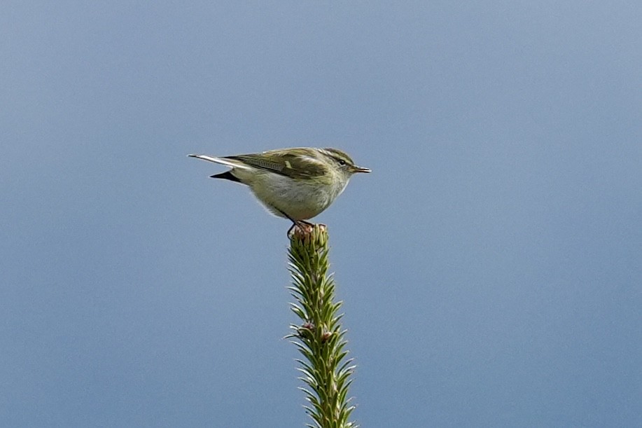 Buff-barred Warbler - ML637825205
