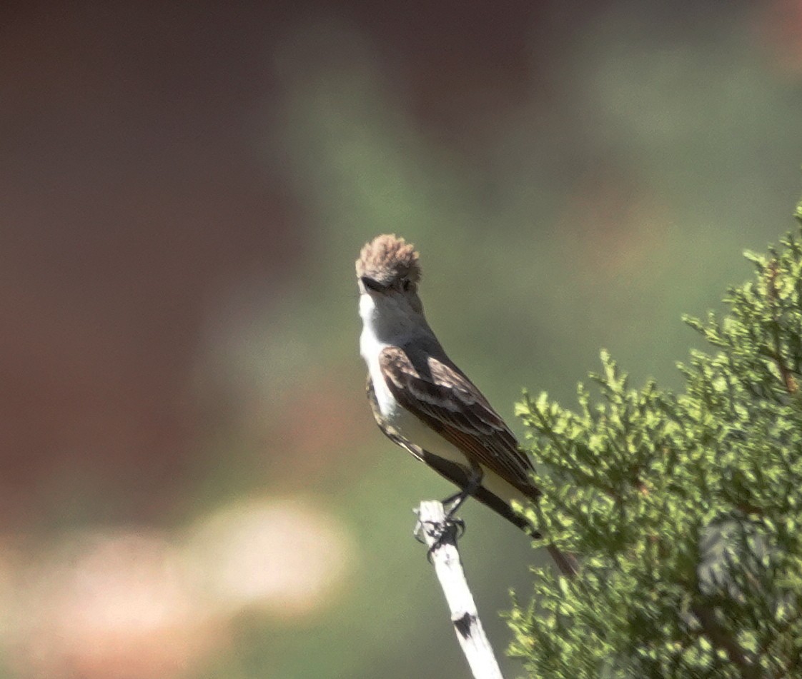 Ash-throated Flycatcher - ML637825213