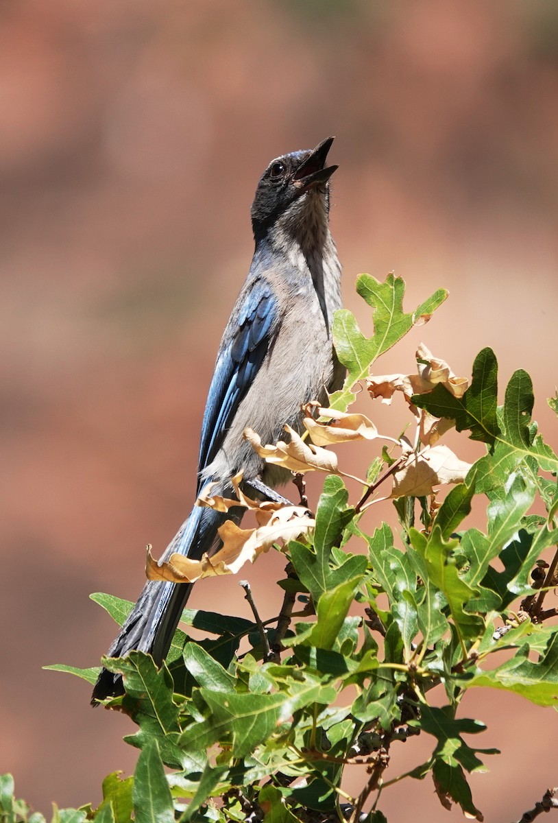 Woodhouse's Scrub-Jay - ML637825226