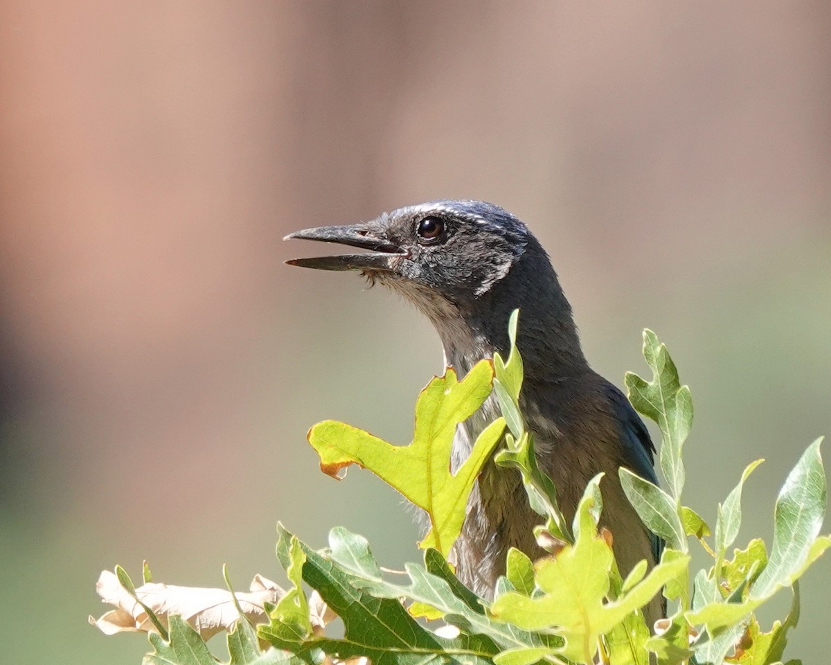 Woodhouse's Scrub-Jay - ML637825296