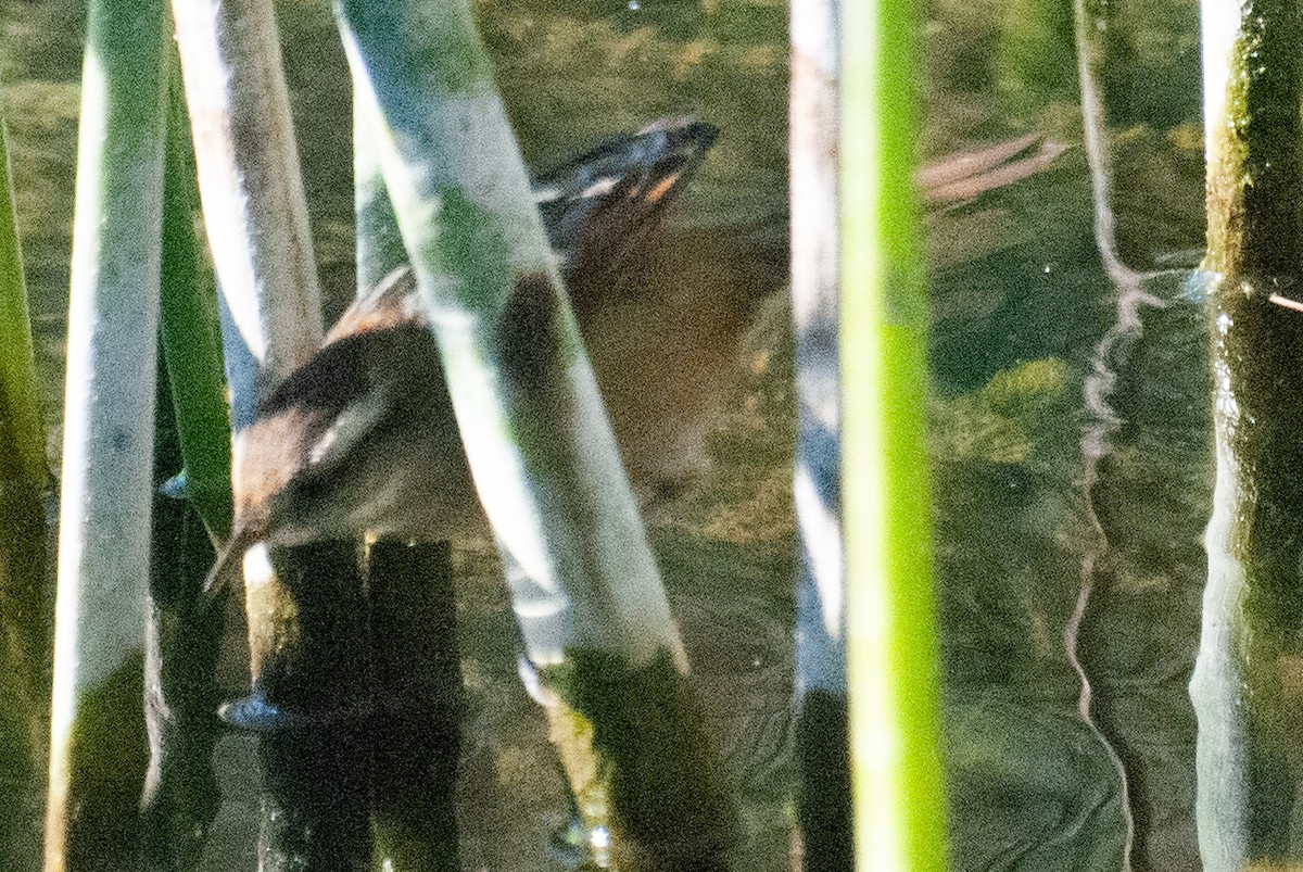 Wren-like Rushbird - ML637825321