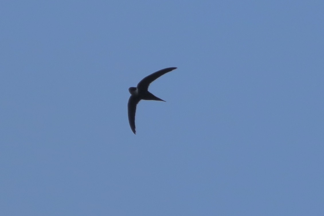 Lesser Swallow-tailed Swift - ML637825345