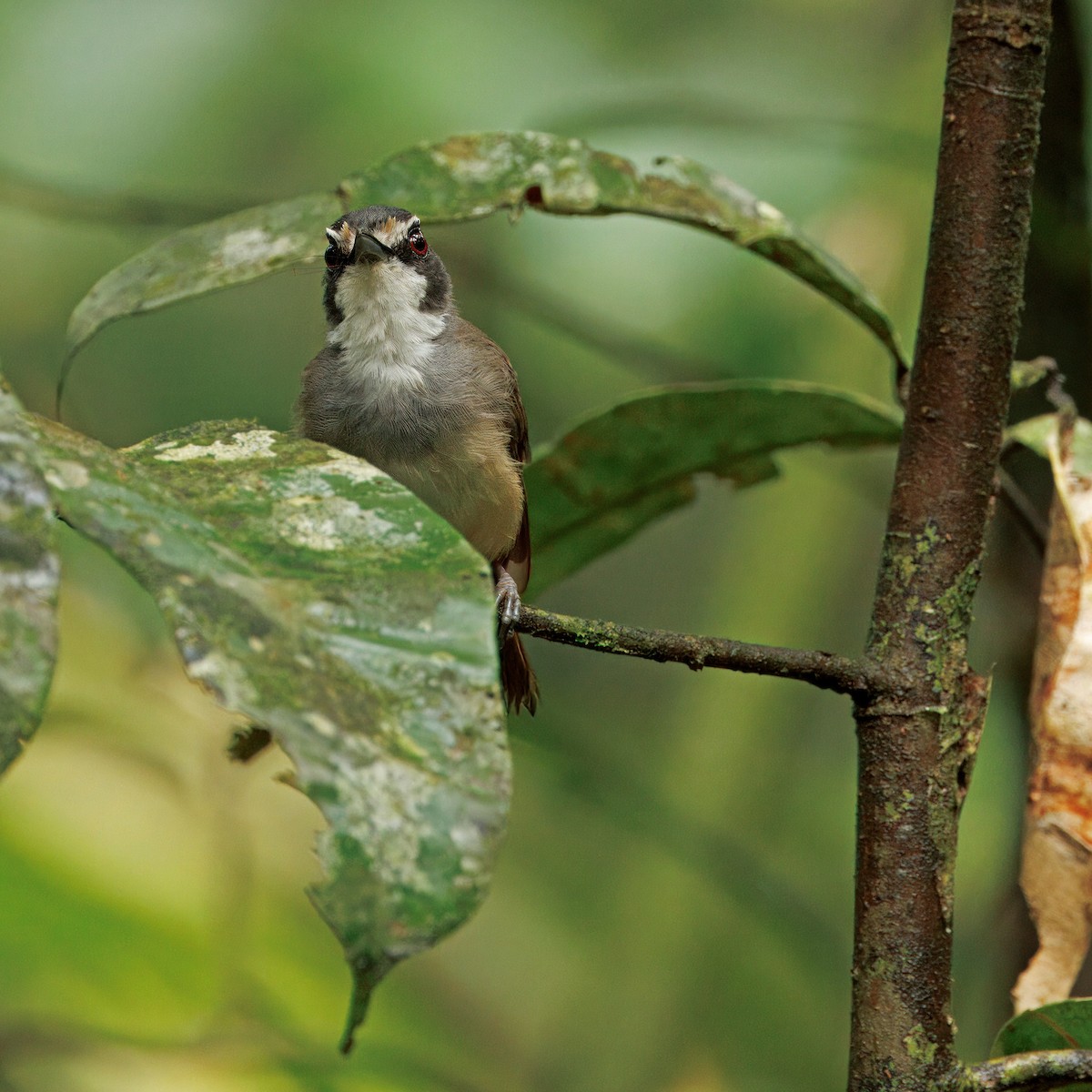 Gray-breasted Babbler - ML637825380