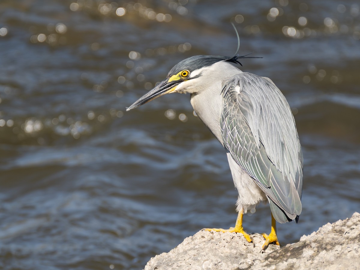 Striated Heron - ML637825409