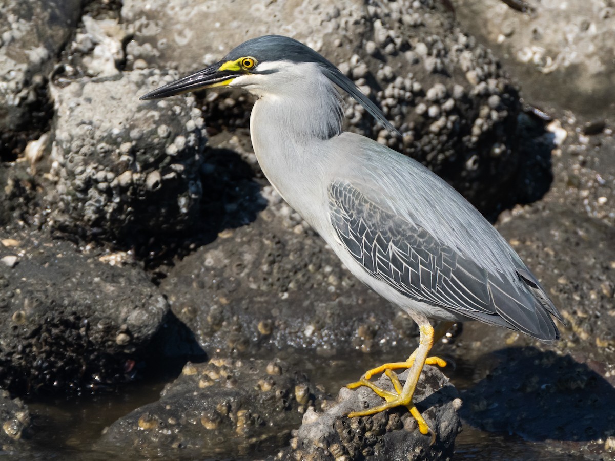 Striated Heron - ML637825410