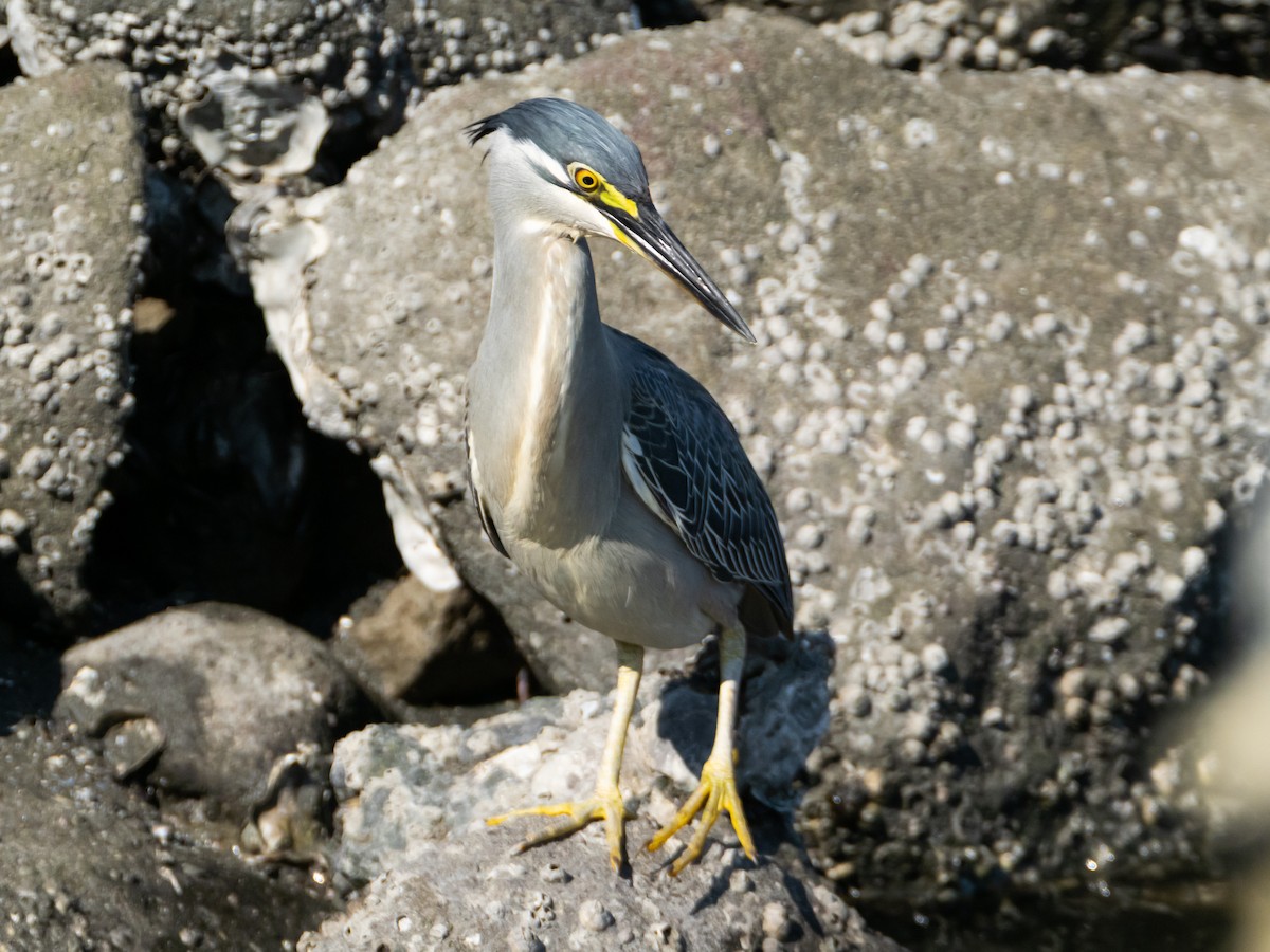 Striated Heron - ML637825411