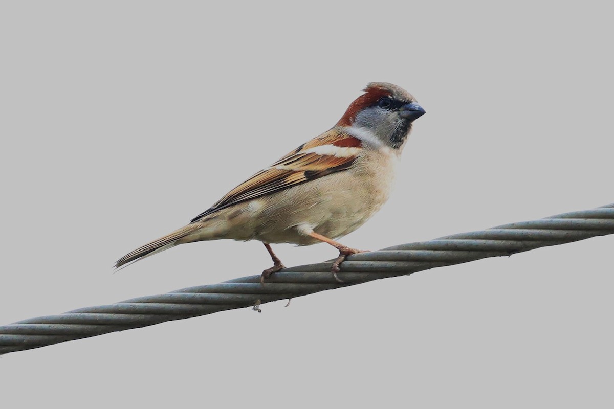 Sind Sparrow - ML637825413