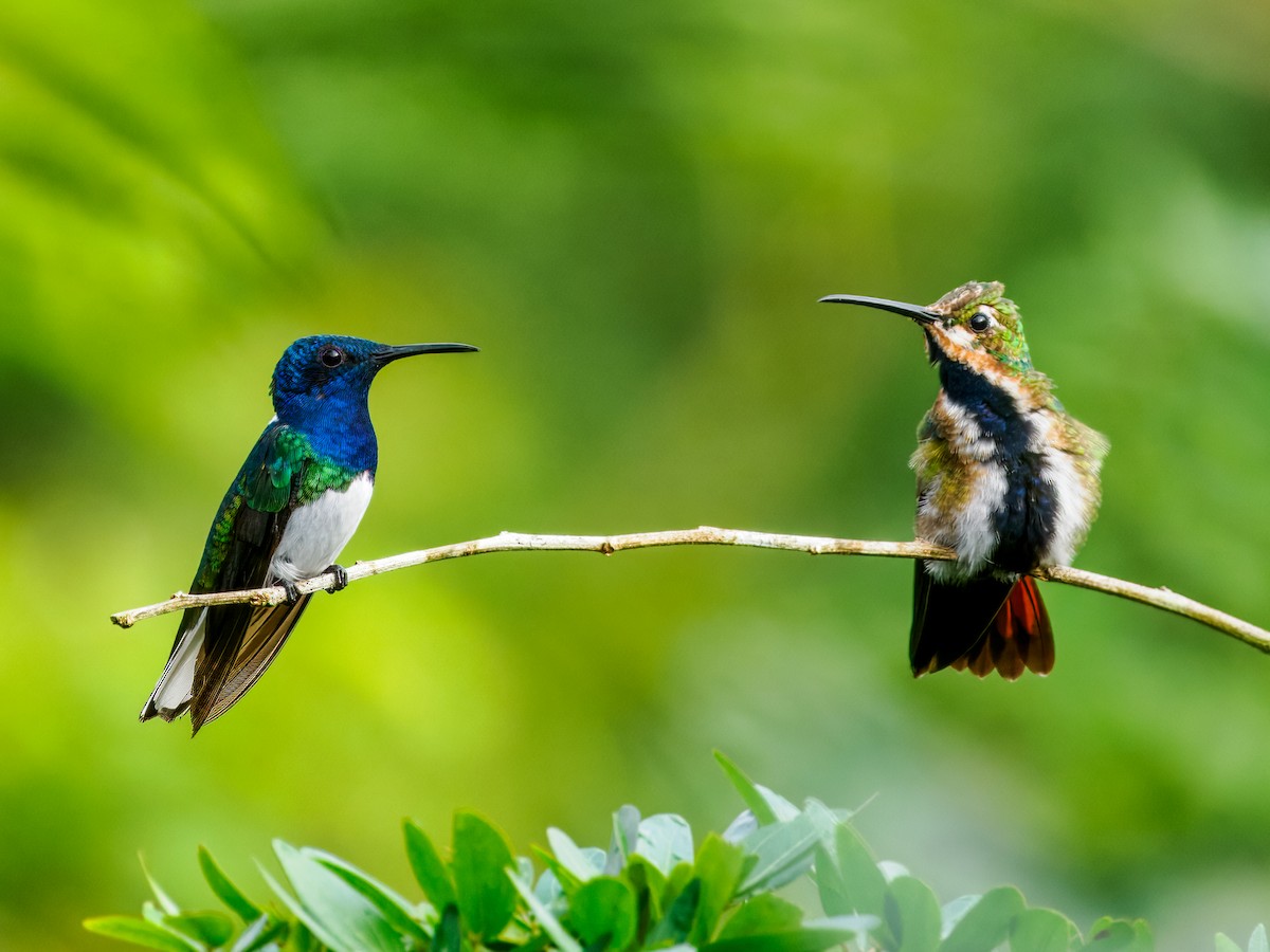 Black-throated Mango (Ecuadorian) - ML637825431