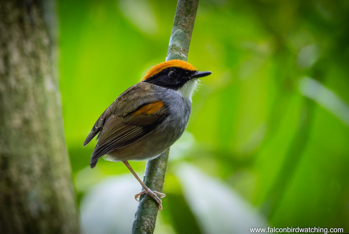 Black-cheeked Gnateater - ML637825529