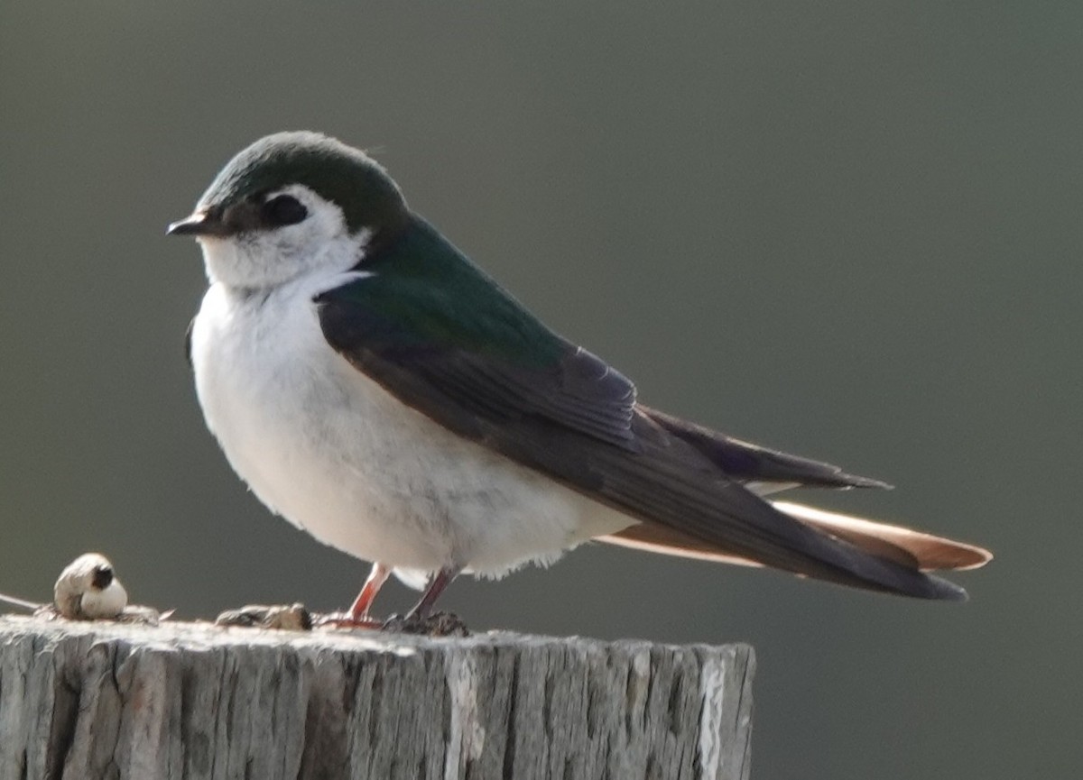 Hirondelle à face blanche - ML637825544